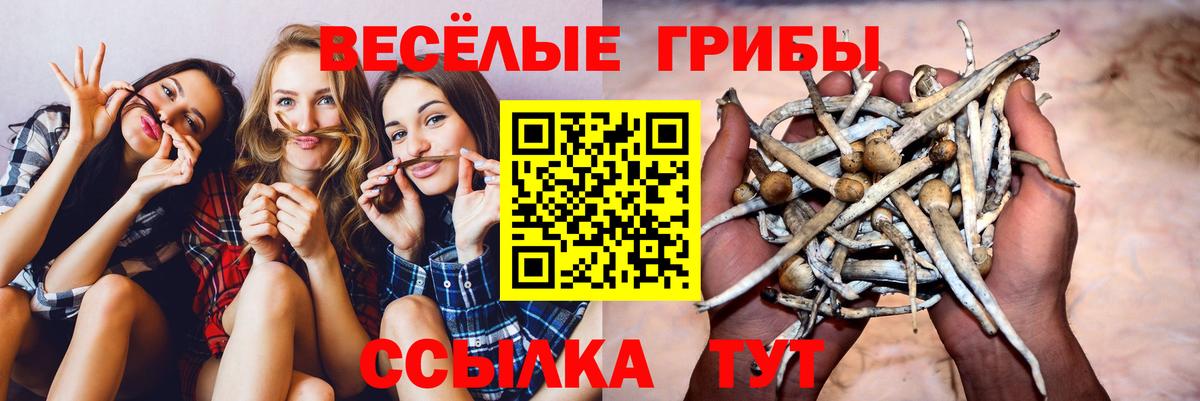 Псилоцибиновые грибы Cubensis Печора